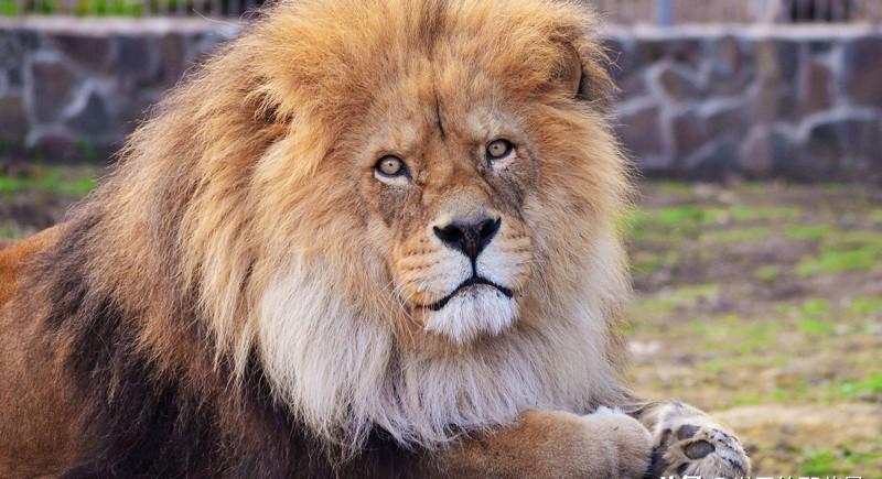 能殺老虎的四種動物 老虎的克星是什麼動物