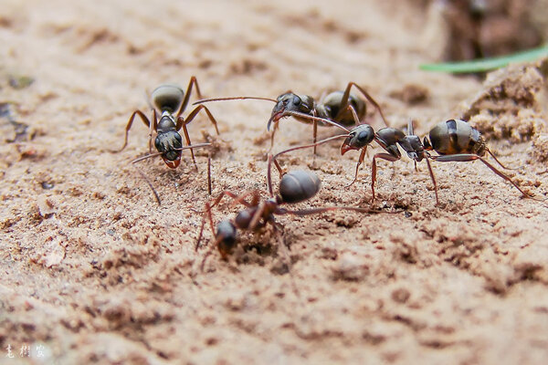 螞蟻的天敵是什麼動物 什麼動物是螞蟻的克星