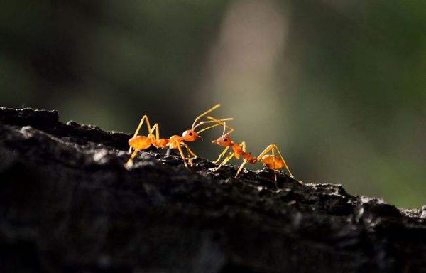 螞蟻的天敵是什麼動物 什麼動物是螞蟻的克星
