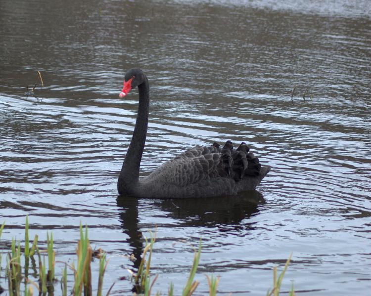 天鵝是什麼動物 天鵝是鳥類野生動物嗎