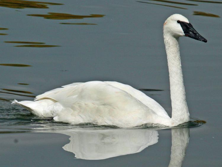 天鵝是什麼動物 天鵝是鳥類野生動物嗎