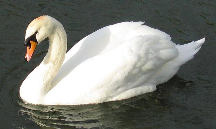 天鵝是什麼動物 天鵝是鳥類野生動物嗎