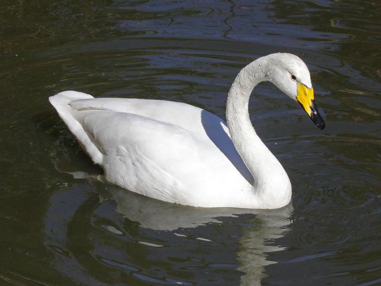 天鵝是什麼動物 天鵝是鳥類野生動物嗎