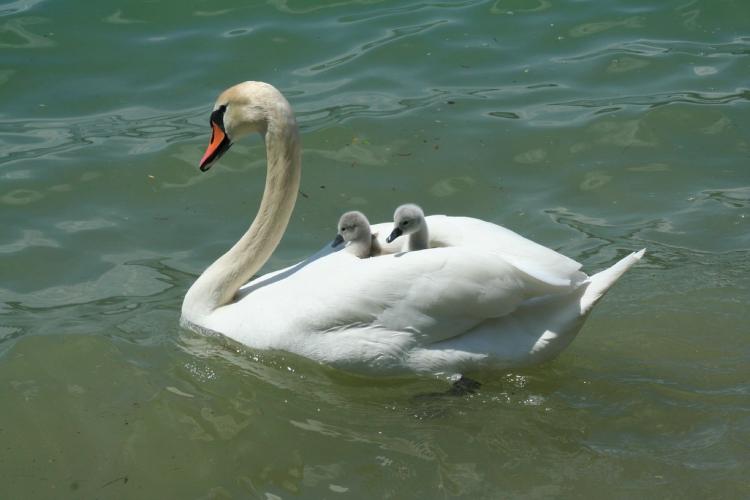 天鵝是什麼動物 天鵝是鳥類野生動物嗎