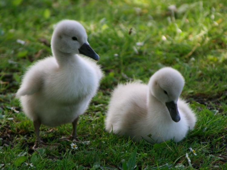 天鵝是什麼動物 天鵝是鳥類野生動物嗎