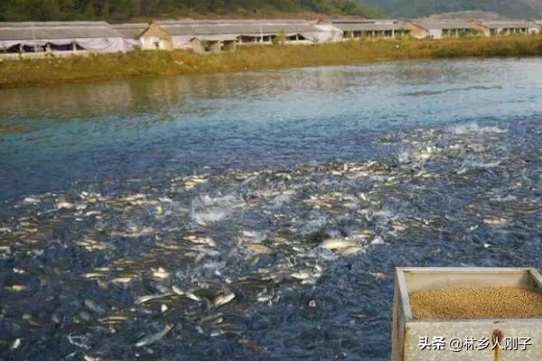 野生草魚一年能長多大 草魚成長期要幾年