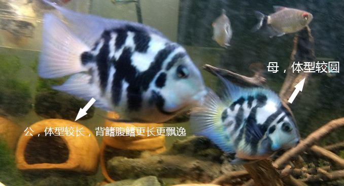 迷你鸚鵡魚怎麼分公母 迷你鸚鵡魚分公母最簡單的辦法