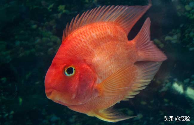 鸚鵡魚水溫度多少最佳 飼養鸚鵡魚的水溫多少度合適