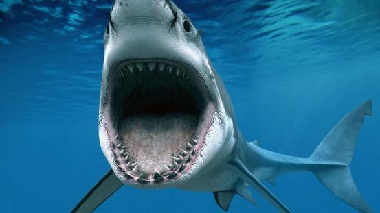 虎鯨能吃鯊魚嗎 虎鯨和大白鯊哪個厲害