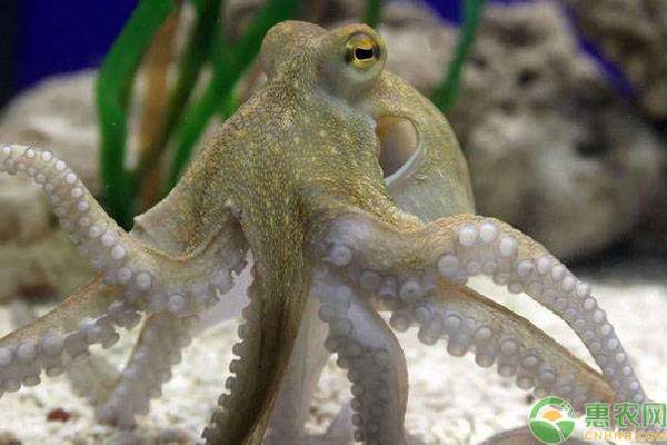 章魚和魷魚的區別在哪 章魚和魷魚哪個好吃