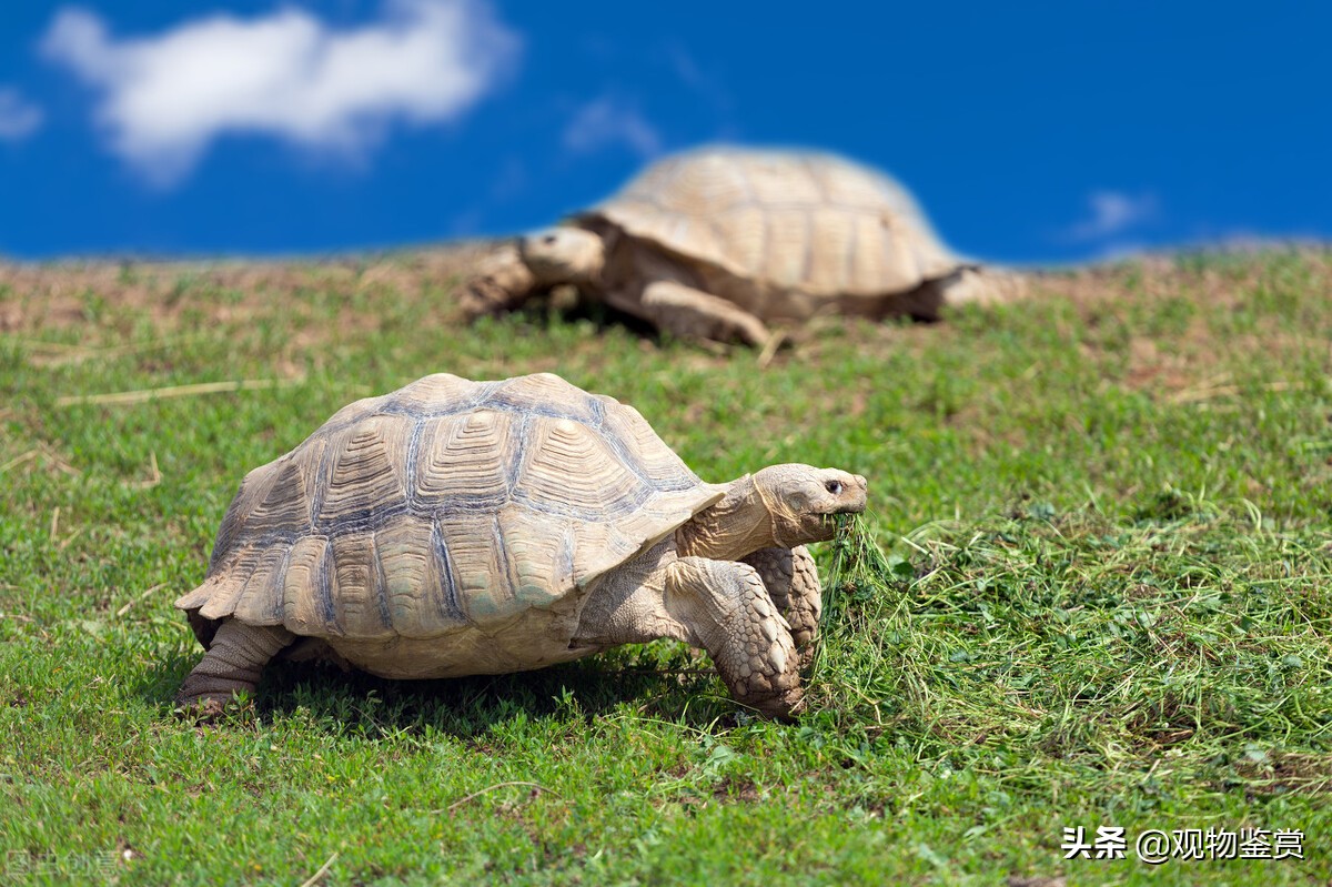 烏龜多久喂一次食物 傢裡養的成年烏龜怎麼喂食比較合適