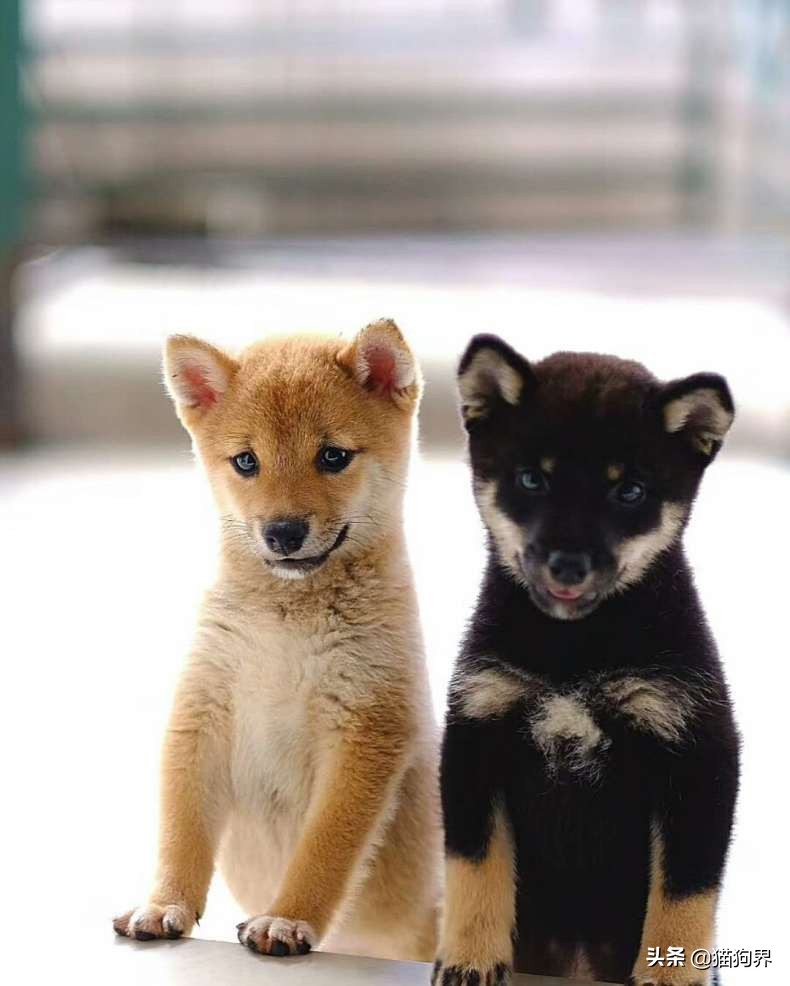 豆柴犬和柴犬的區別 豆柴犬和柴犬哪個好更聰明