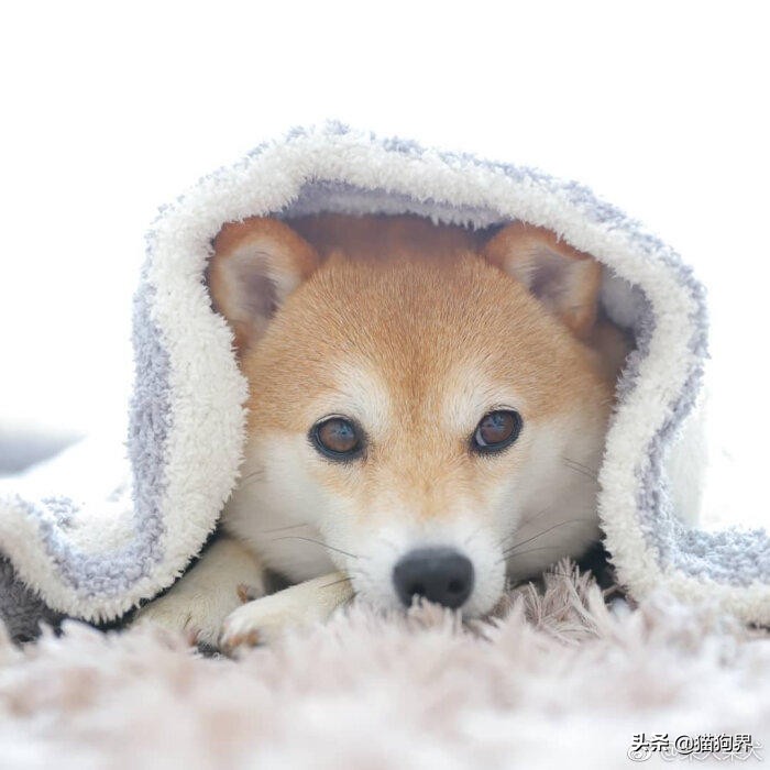 豆柴犬和柴犬的區別 豆柴犬和柴犬哪個好更聰明