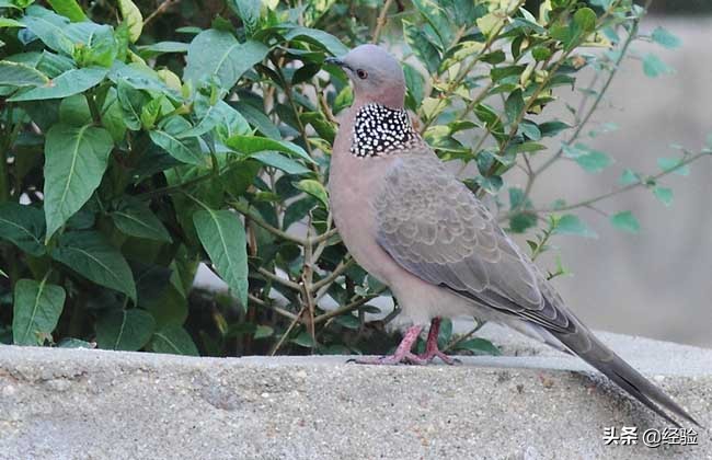 斑鳩和鴿子有什麼區別 野生斑鳩和鴿子是什麼關系