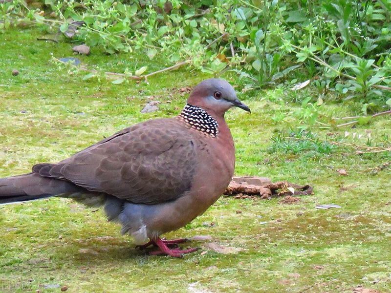 斑鳩和鴿子有什麼區別 野生斑鳩和鴿子是什麼關系