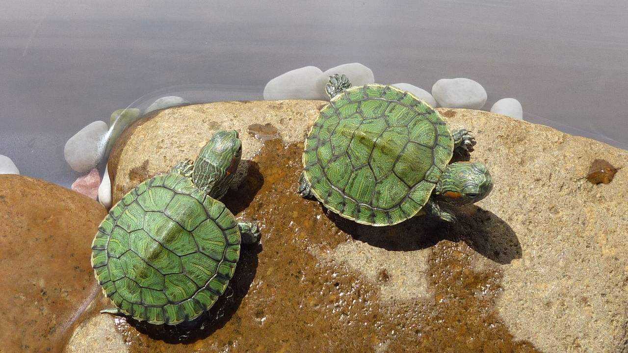 為什麼說養巴西龜不吉利 傢裡養巴西龜有什麼壞處