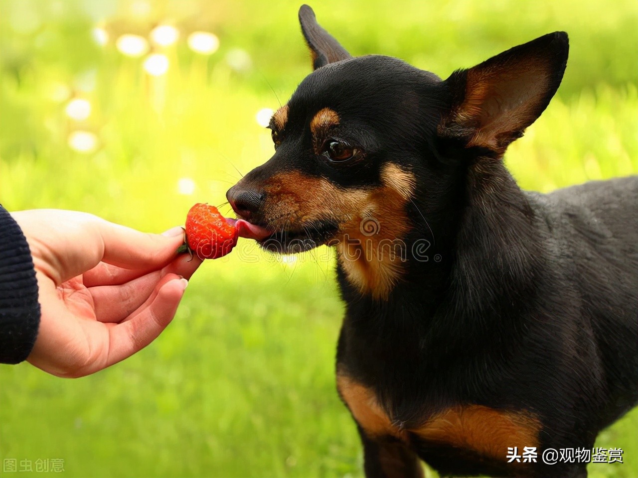 狗可以吃草莓嗎 寵物狗吃草莓的七大禁忌
