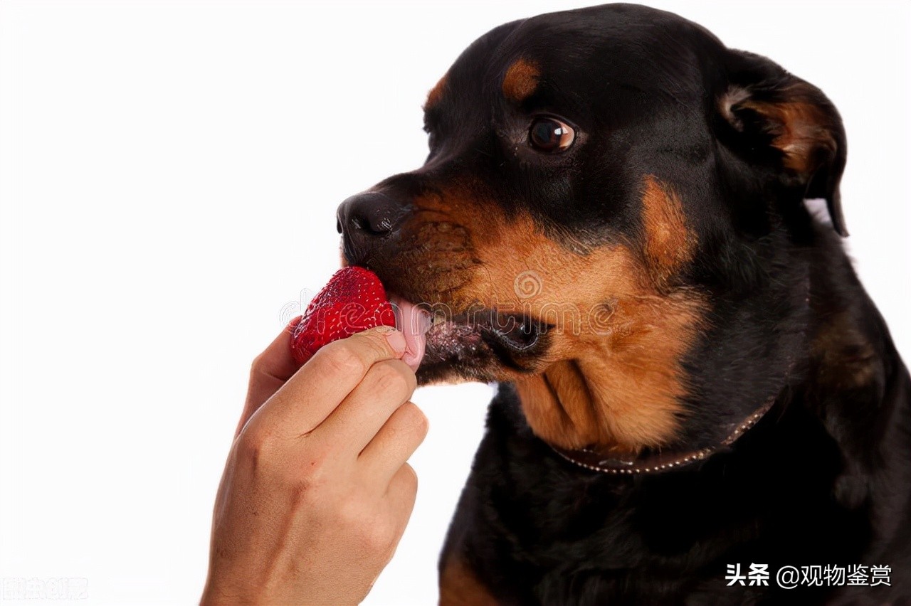 狗可以吃草莓嗎 寵物狗吃草莓的七大禁忌
