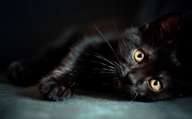 純黑的貓一般人養不瞭 純黑貓為什麼不建議養