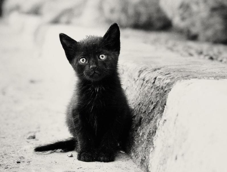 純黑的貓一般人養不瞭 純黑貓為什麼不建議養