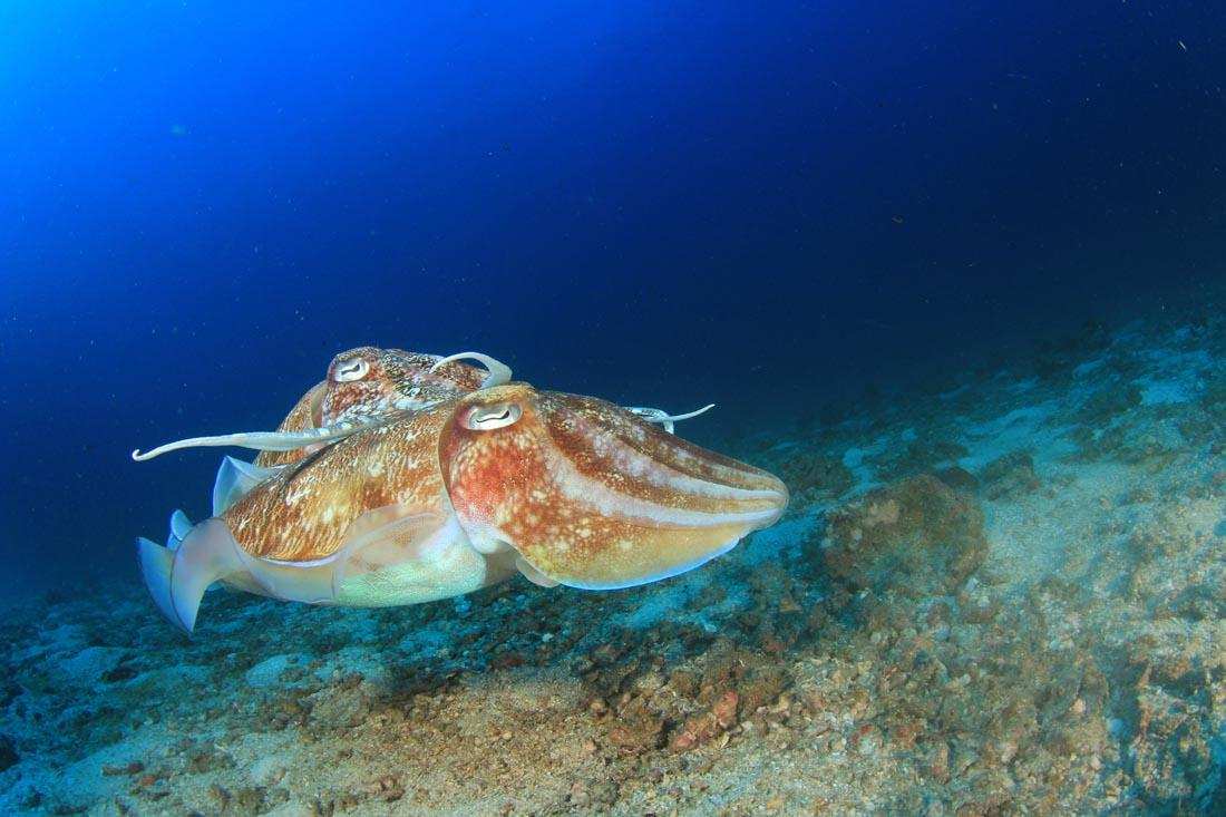 烏賊和章魚的區別在哪 烏賊和章魚有什麼不同