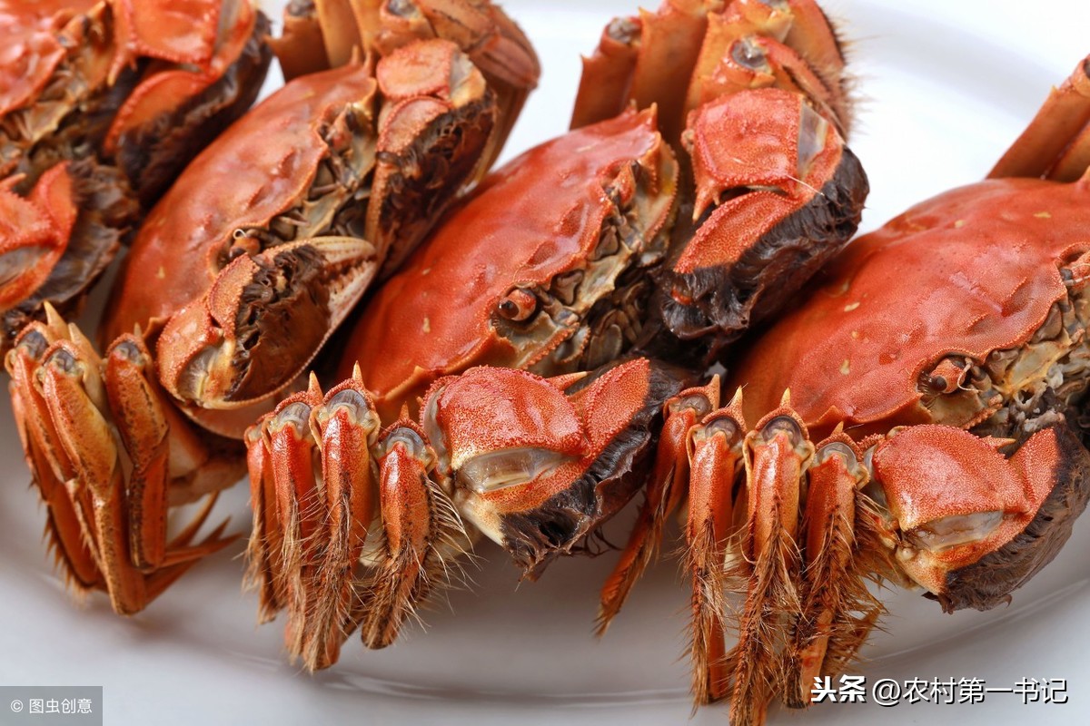 螃蟹吃什麼食物長大 河裡的螃蟹吃什麼東西好養活