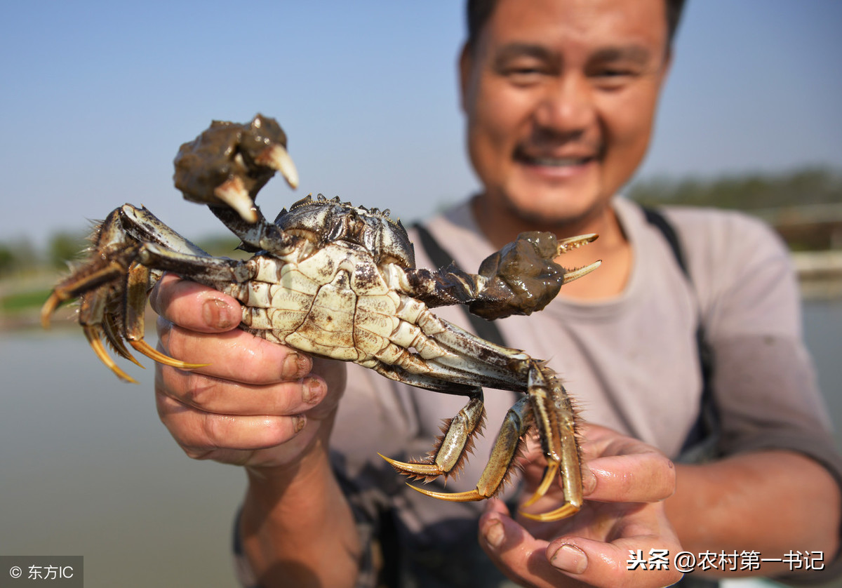 螃蟹吃什麼食物長大 河裡的螃蟹吃什麼東西好養活