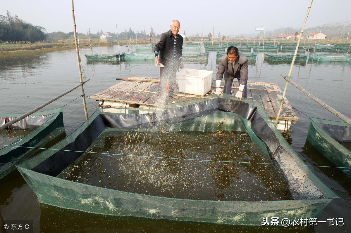 螃蟹吃什麼食物長大 河裡的螃蟹吃什麼東西好養活