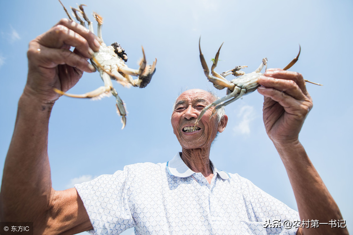 螃蟹吃什麼食物長大 河裡的螃蟹吃什麼東西好養活