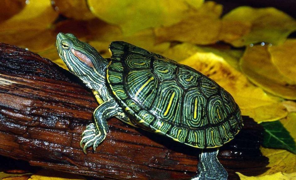 一般巴西龜能長多大多重 成年巴西龜最大能長幾厘米