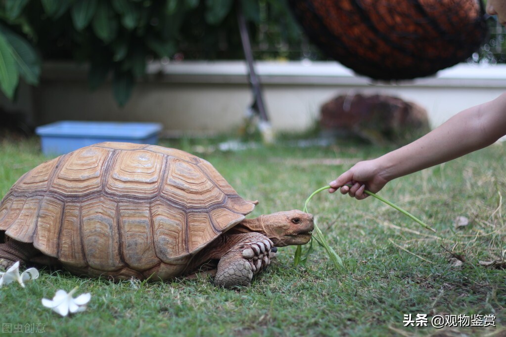 烏龜喜歡人摸它哪裡 什麼動作能提高巴西龜的互動性