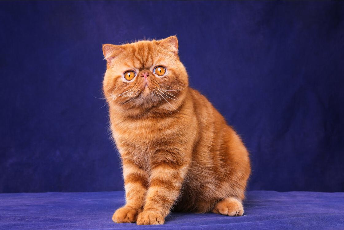 加菲貓價格多少錢一隻 血統純正的加菲貓幼崽價格