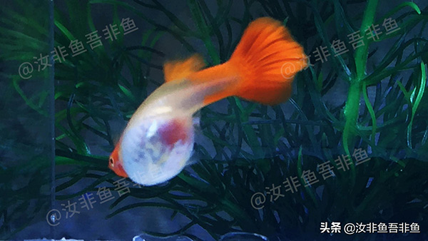 大肚子孔雀魚生小魚前兆 懷孕孔雀魚下崽要持續多久