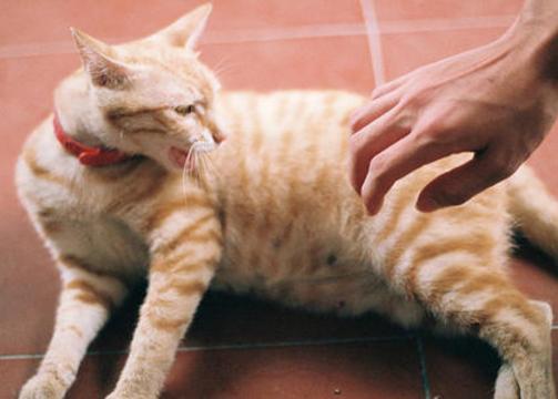 貓抓傷的死亡率為零 寵物貓抓傷多久過危險期