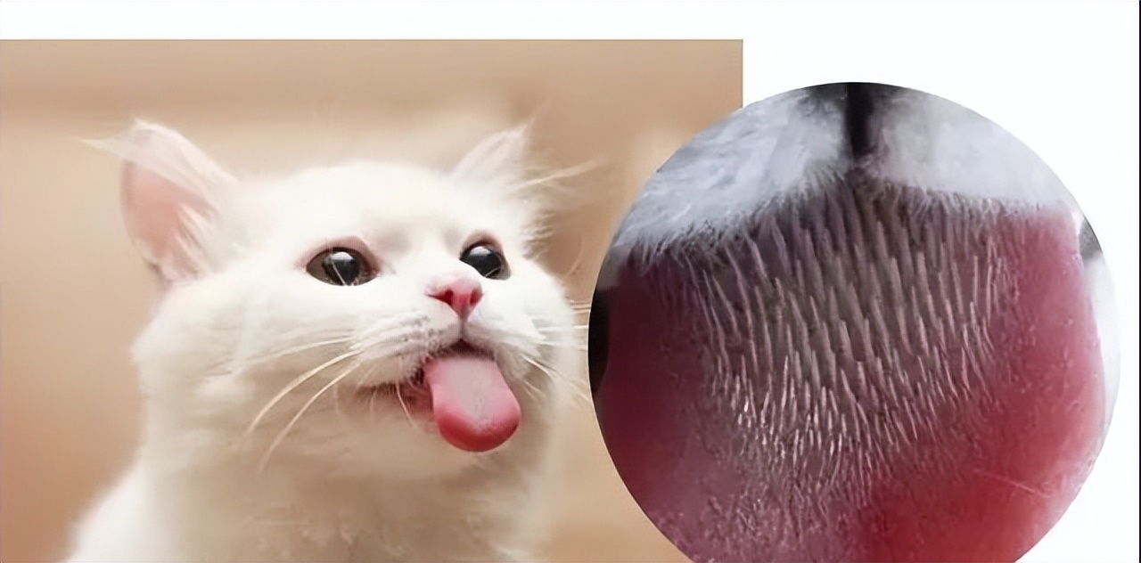 貓舌頭上的倒刺有什麼用 貓舌頭上的倒刺會舔傷人嗎