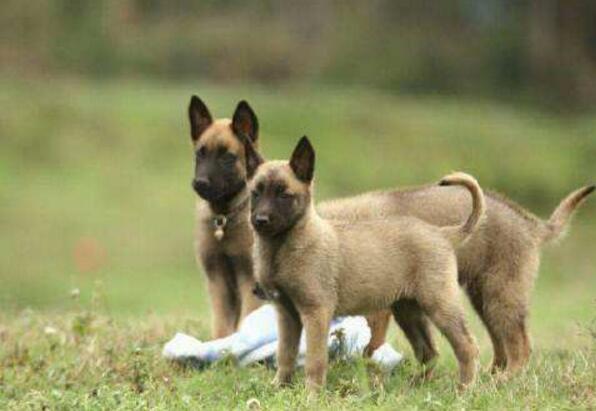 馬犬圖片大全純種價格 正宗的馬犬幼崽多少錢