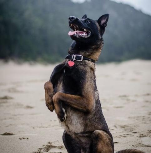 馬犬圖片大全純種價格 正宗的馬犬幼崽多少錢