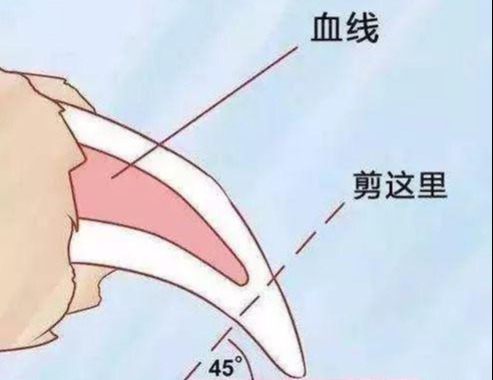 狗狗剪指甲怎麼剪 怎麼正確給寵物狗剪指甲