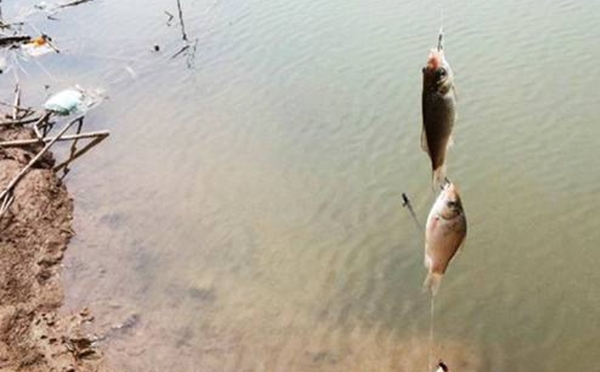 串鉤釣鯉魚用什麼餌好 野釣鯉魚串鉤怎麼使用最快最方便