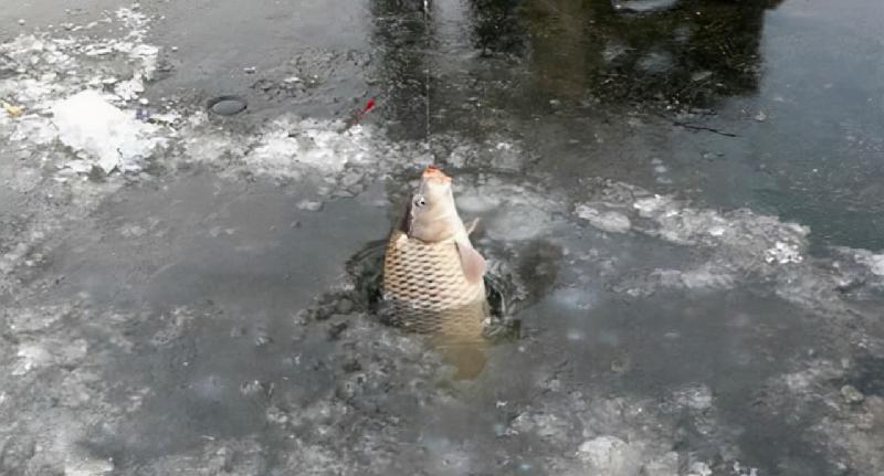 冬季釣鯽魚釣深水還是淺水 初冬野釣鯽魚多深水合適