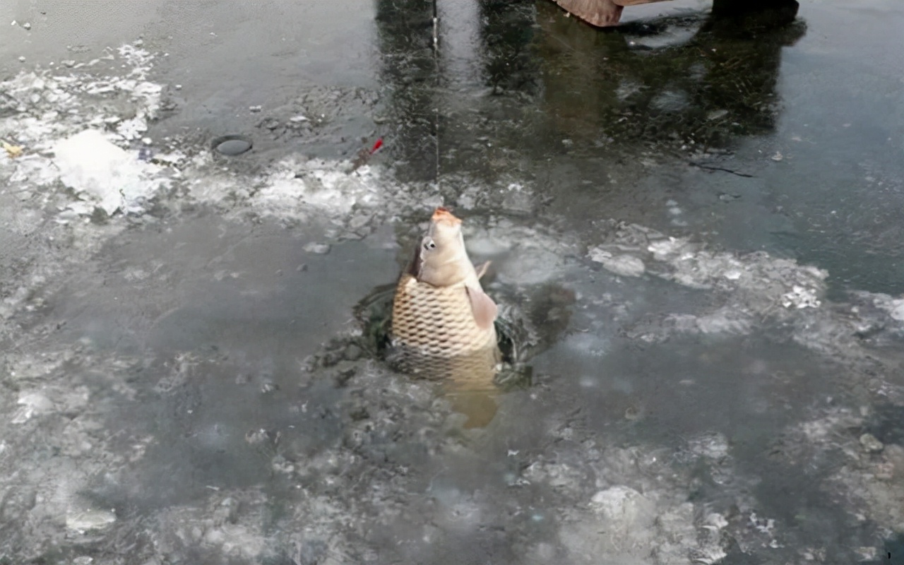 冬季釣鯽魚釣深水還是淺水 初冬野釣鯽魚多深水合適