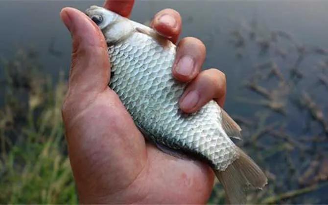 冬天野釣窩料配方 冬天釣魚窩料簡單制作方法