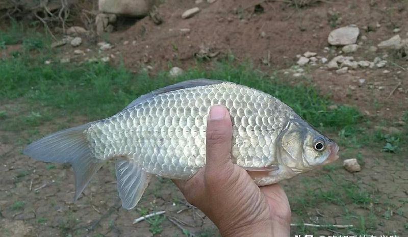 冬季釣鯽魚用什麼味型的小藥 冬季野釣鯽魚用什麼小藥