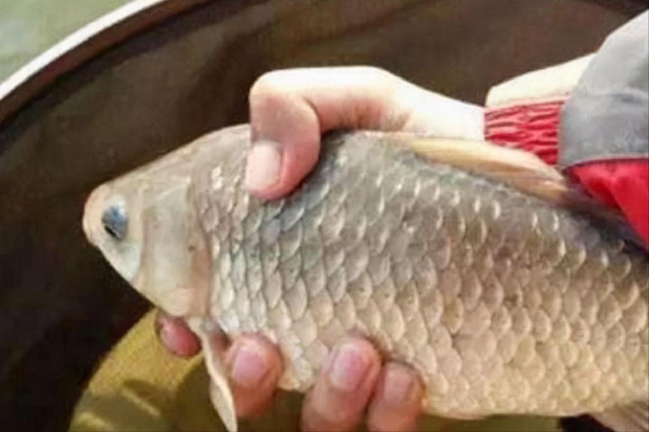 冬天陰天怎麼釣鯽魚 冬季陰雨天垂釣鯽魚技巧