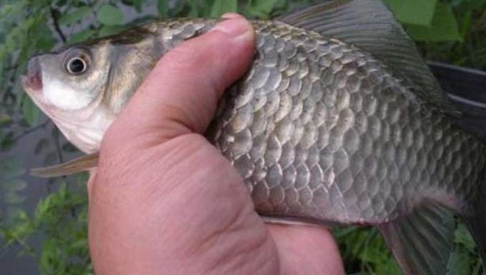 釣鯉魚子線多長最合適 野釣鯉魚子線多長為最佳