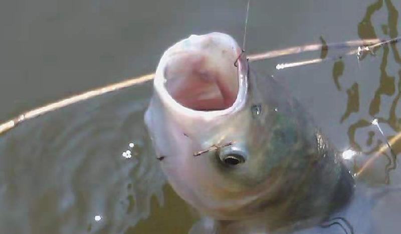 最厲害的釣鰱鳙方法 野釣鰱鳙有效的兩大釣法技巧