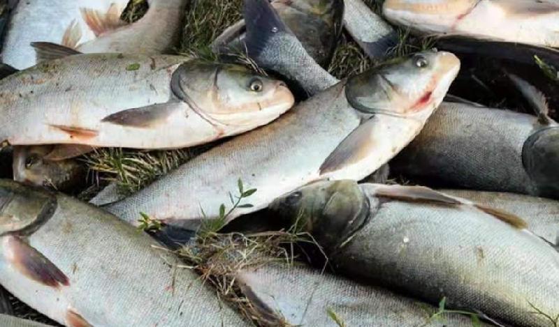 最厲害的釣鰱鳙方法 野釣鰱鳙有效的兩大釣法技巧