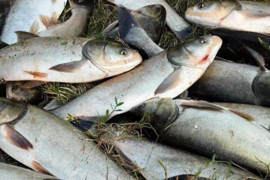 最厲害的釣鰱鳙方法 野釣鰱鳙有效的兩大釣法技巧