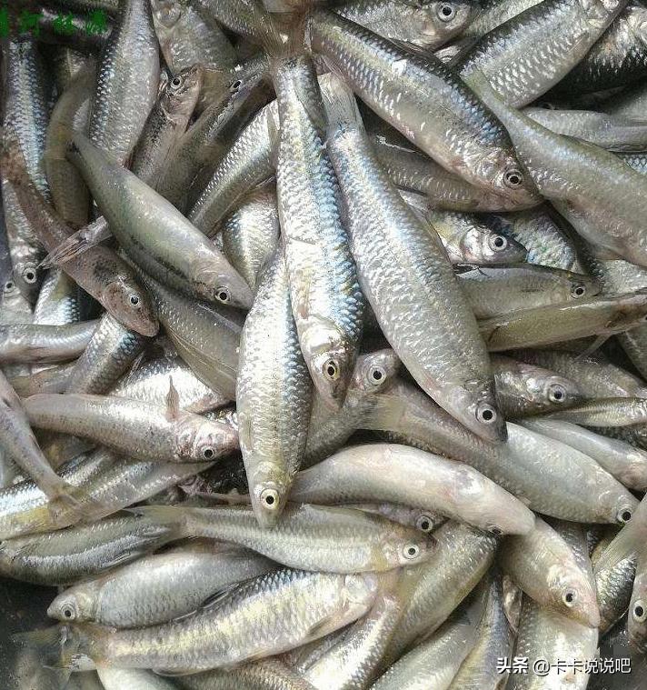 麥穗魚高密度養殖技術 麥穗魚養殖畝產量多少