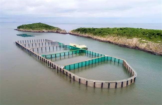 大黃魚養殖 人工養大黃魚的技術與成本